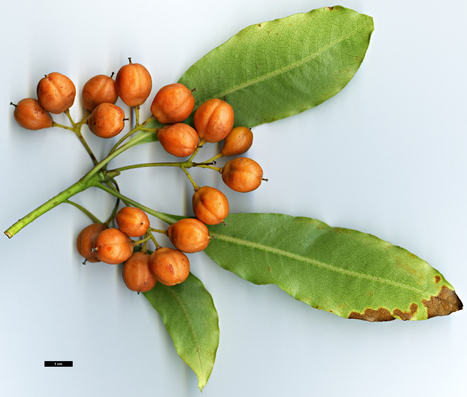 High resolution image: Family: Pittosporaceae - Genus: Pittosporum - Taxon: undulatum High resolution image: Family: Pittosporaceae - Genus: Pittosporum - Taxon: undulatum